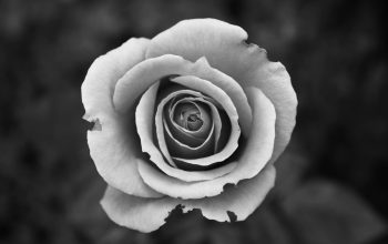 grayscale photography of rose